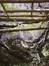 【行く前にこれ見て】樹齢1200年の藤が織りなす神秘的な世界💜✨※観光攻略情報付き