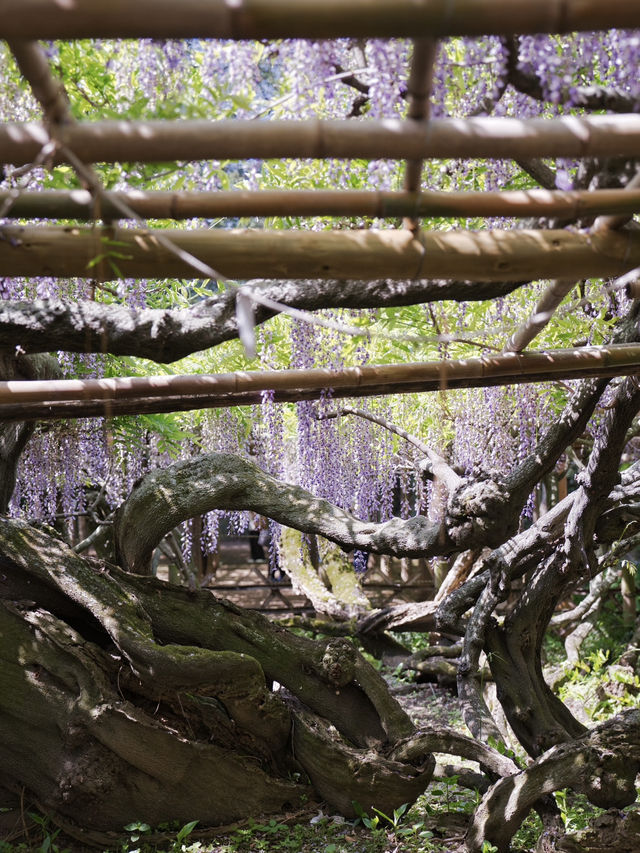 【行く前にこれ見て】樹齢1200年の藤が織りなす神秘的な世界💜✨※観光攻略情報付き