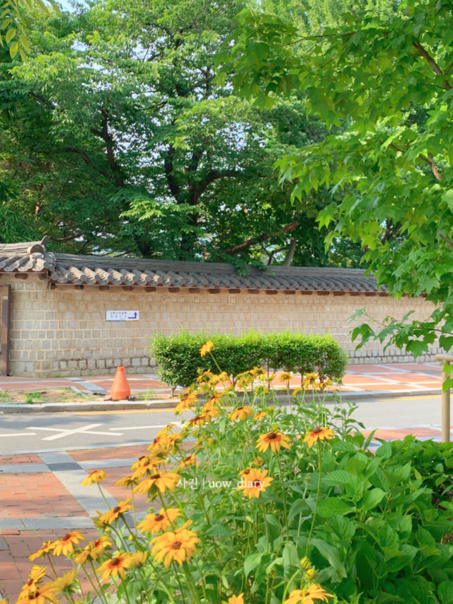 분위기 좋아요! 해바라기와 돌담길 구경🌻🌻