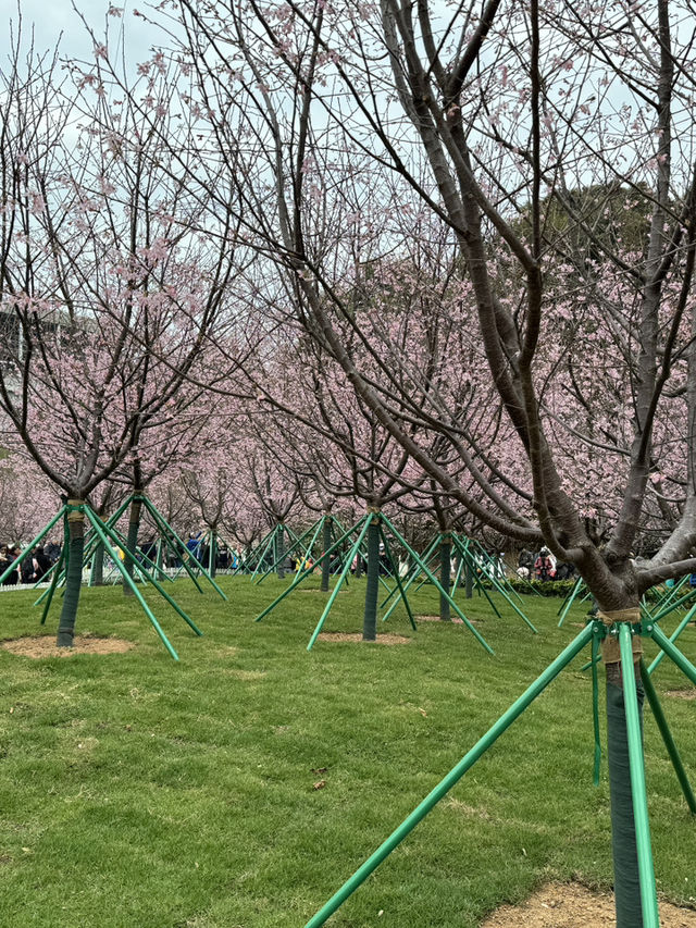 香港靚景打卡位｜東涌櫻花園