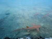 🦈鯊魚蜂擁而至的酒店 Plumeria Maldives 🩵🩵