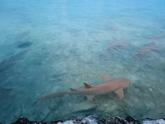🦈鯊魚蜂擁而至的酒店 Plumeria Maldives 🩵🩵