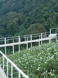Whispers in White – A Stroll Through Ying Yong Flower Garden