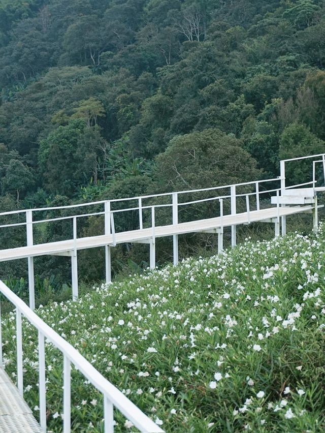 Whispers in White – A Stroll Through Ying Yong Flower Garden