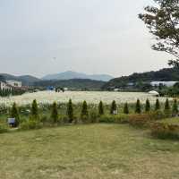 🫧👗아산 샤스타데이지 카페 카페지새울