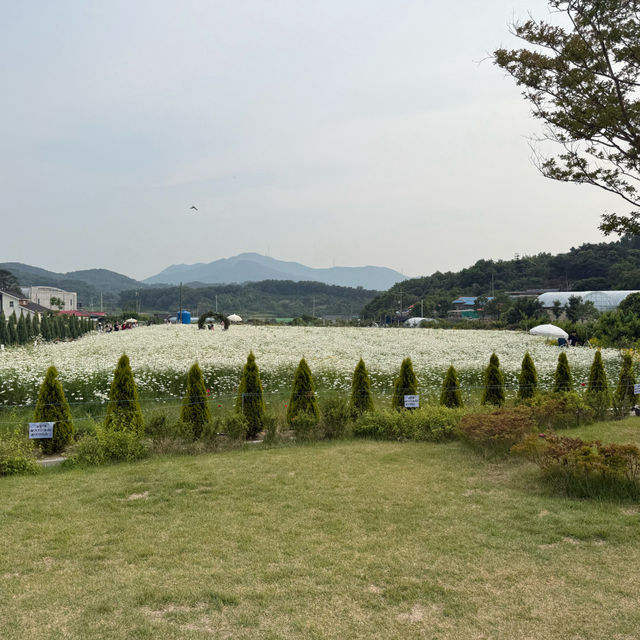 🫧👗아산 샤스타데이지 카페 카페지새울