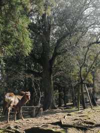 Deerly Beloved: The Day I Was Ambushed by Polite Deer in Nara, Japan
