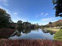 🌸 Serenity in the City: Morning Strolls & Scenic Sips at Shinjuku Gyoen 🌿