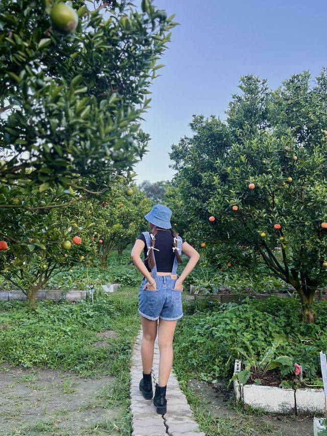 สวนส้มจินจู เชียงใหม่🍊