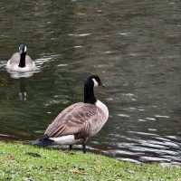 Christchurch Botanic Gardens: Where Flowers Bloom & Ducks Line Up Like It’s Black Friday!
