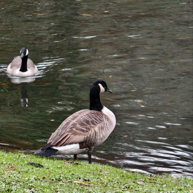 Christchurch Botanic Gardens: Where Flowers Bloom & Ducks Line Up Like It’s Black Friday!