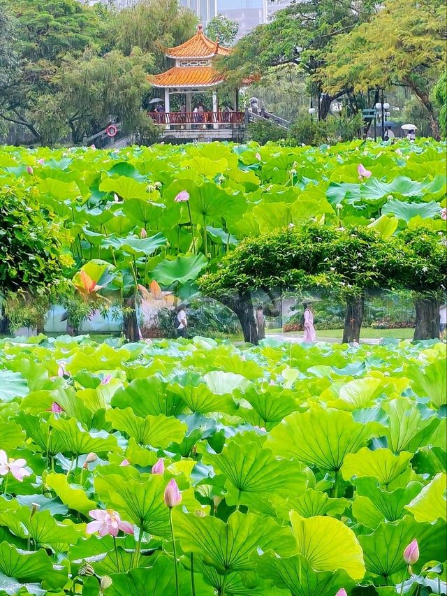 洪湖公園賞荷聽雨