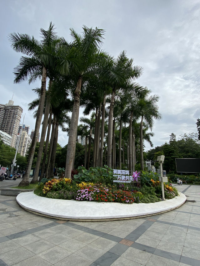 深圳洪湖公園，一年一度的荷花展，千萬不要錯過啊🪷