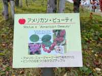 🍎 Apple Wonderland in Hirosaki – A Family Delight!