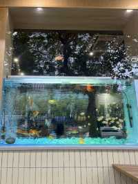 🐠포산 垂虹路에서 발견한 금붕어 수족관 ✨