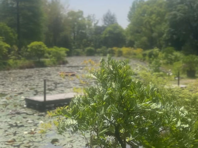 【異国の森で花と癒しの散歩🌿レッドヒル ヒーサーの森】