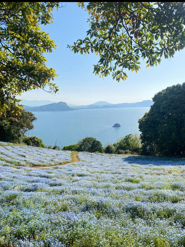 【自然と遊ぶ一日🌼】海の中道海浜公園でアクティブ＆癒しの休日を 