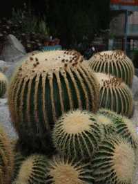 【緑と命にふれる旅🌿】福岡市動植物園でのんびり癒し時間