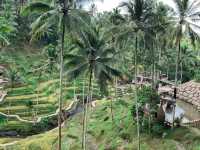 Bali Dreams & Ocean Breeze