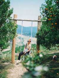 สวนส้มจินจู JINJU the orange farm 