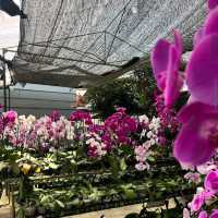 World of Phalaenopsis Orchid Farm