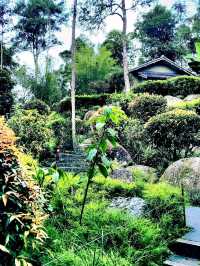 The world's first Japanese Tea House in a Tropical Forest