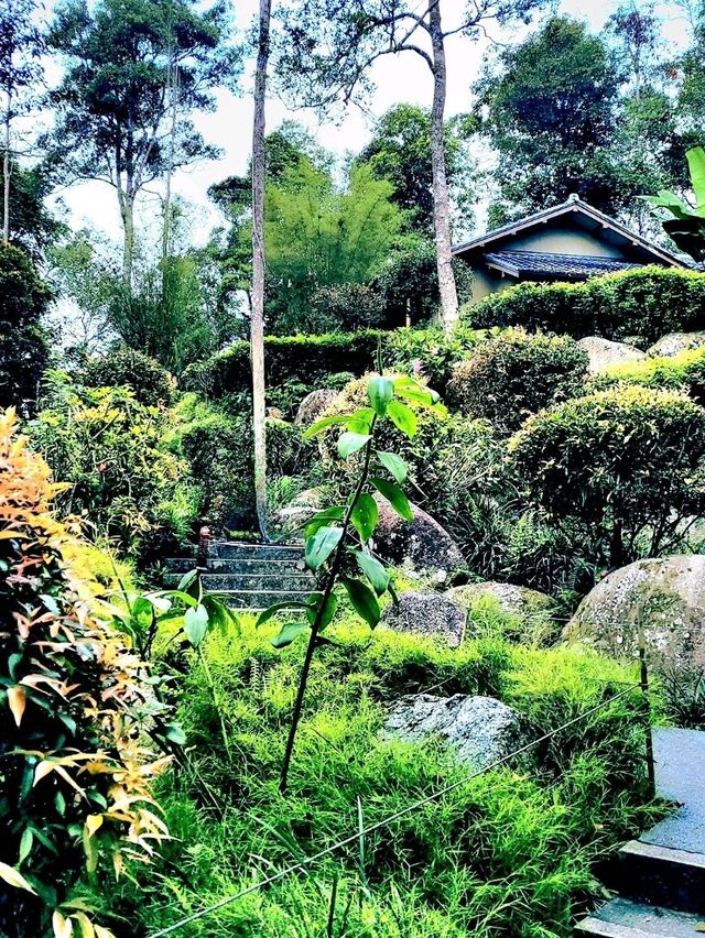 The world's first Japanese Tea House in a Tropical Forest