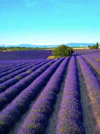 🌞 【普羅旺斯瓦朗索勒 Valensole 一日遊攻略】紫色海洋 × 地方風情 × 靜謐山丘 💜
