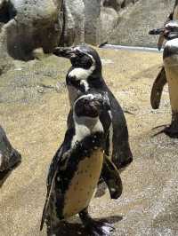 沖繩最新商場水族館🫶🏻DMM🫡超岩親子遊