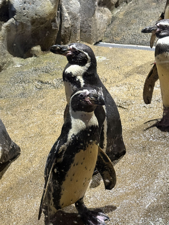沖繩最新商場水族館🫶🏻DMM🫡超岩親子遊