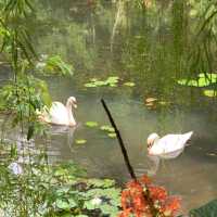 Singapore Botanic Gardens (UNESCO World Heritage Site – Free)