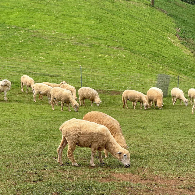 🌳🛖อาข่า ฟาร์มวิลล์ Akha Farmville 🪵🌾🐑