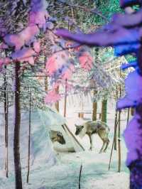 ให้อาหารกวางเรนเดียร์ China Snow Town 