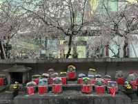 京都鬧市中的賞櫻名所🌸