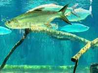 River Wonders: A Fun Wildlife Adventure in Singapore