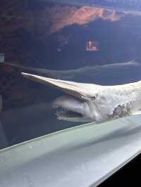 沖繩美麗海水族館🐬