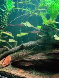 Discover Rimba Biodiversity – A Fascinating Reptile & Invertebrate Haven 