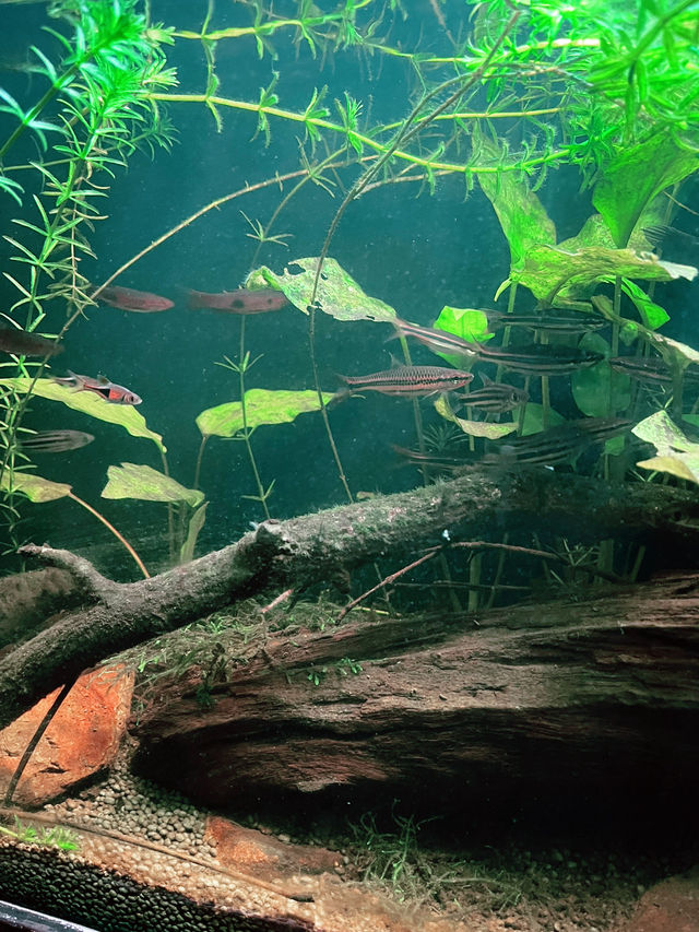 Discover Rimba Biodiversity – A Fascinating Reptile & Invertebrate Haven 