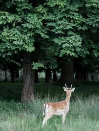 🌿🦌 Phoenix Park, Dublin 