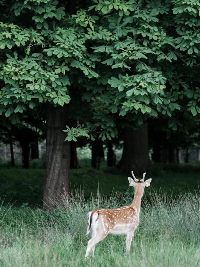 🌿🦌 Phoenix Park, Dublin 