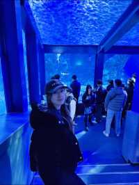国内で唯一ラッコに会えるの水族館🦦🐚‎🫧【三重県・鳥羽】