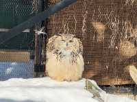 跟著企鵝走！北海道高人氣旭山動物園雪季巡禮