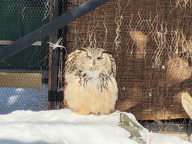 跟著企鵝走！北海道高人氣旭山動物園雪季巡禮