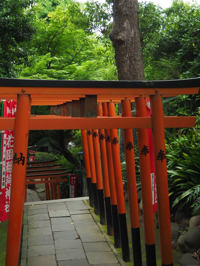 🇯🇵 Tokyo Spot | A Leisurely Stroll through Ueno Park