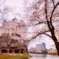Solo Serenity at Seokchon Lake: Seoul’s Cherry Blossom Paradise** 🌸🚶♀️   