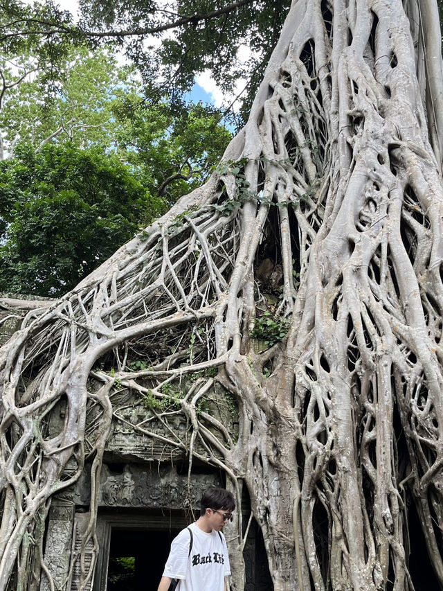 🧝‍♀️ Tomb Raider Vibes at Ta Prohm, Angkor Wat