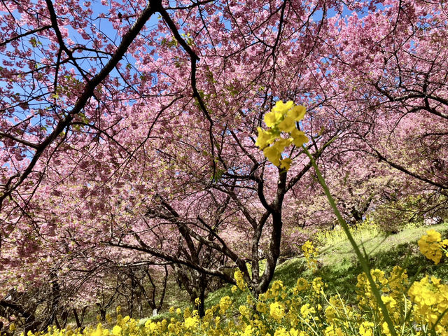 西平畑公園