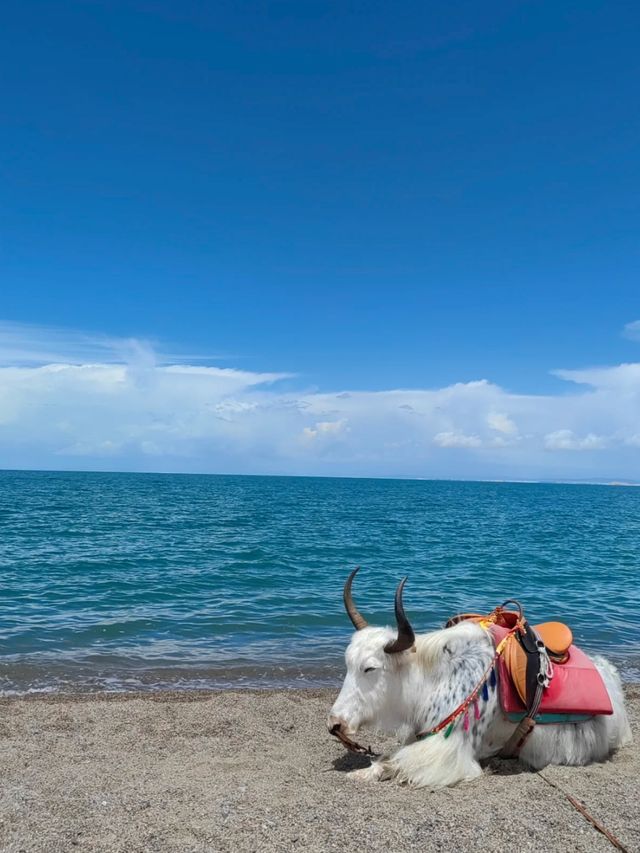 To the Edge of Serenity: Exploring Qinghai Lake