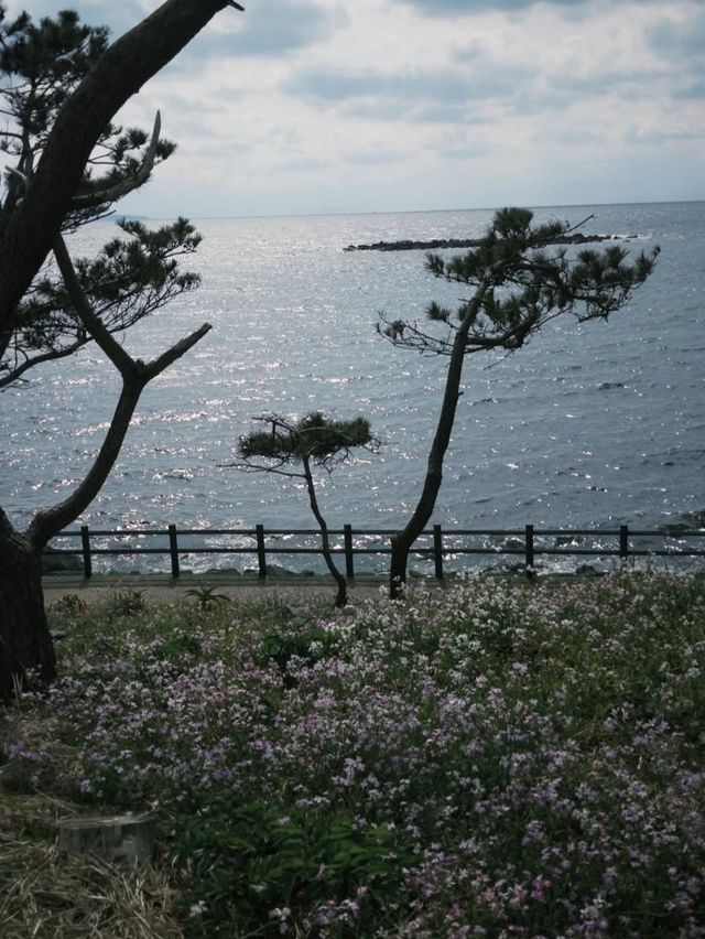 【波戸岬】恋人の聖地で、夕日に染まるロマンチックなひととき💑🌅