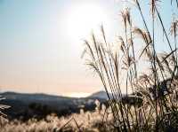 하늘을 걷는 순간, 제주에서 인생샷 날리다 🌾🏔